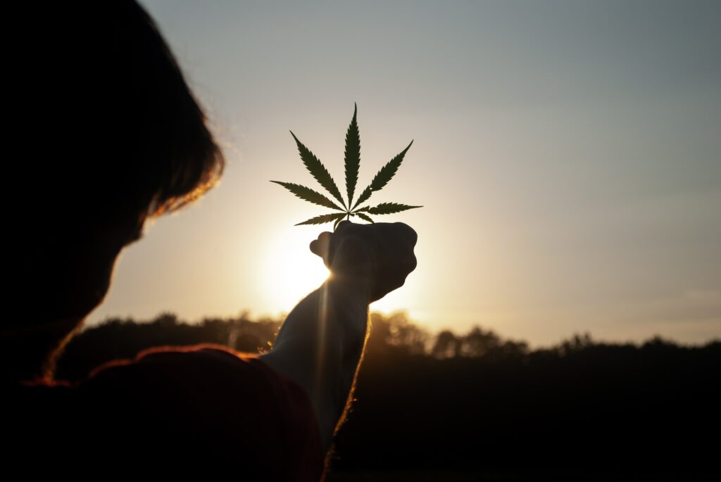 person holding cannabis leaf